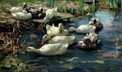 Patos em uma piscina